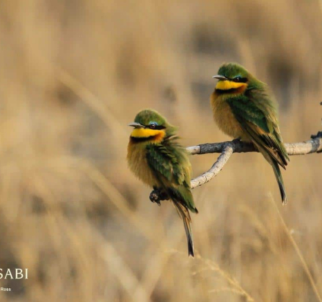 28Ally Ross Little Bee Eater 12082018 Final 28Ally Ross Little Bee Eater 12082018 Final