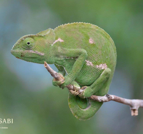 37Kevan Dobbie Flap Necked Chameleon 010219 Final 37Kevan Dobbie Flap Necked Chameleon 010219 Final