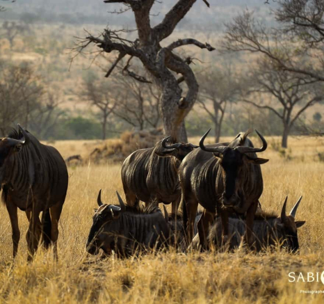 05Louise Murray Wildebeast 03082018 Final