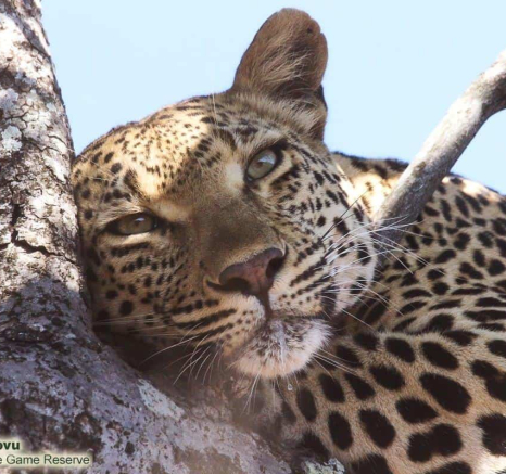 11andries Ndlovu Leopard Nstumi 161119 2 Final 11andries Ndlovu Leopard Nstumi 161119 2 Final