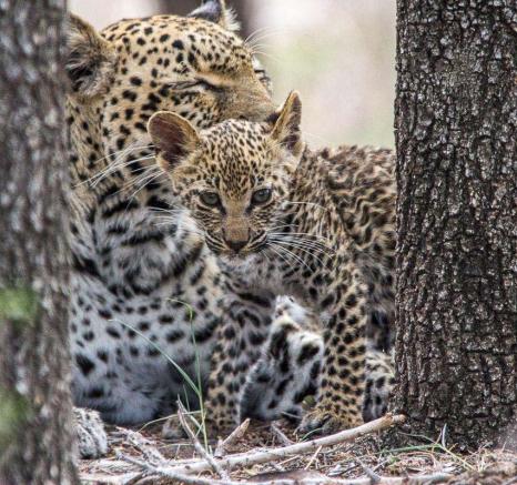 27Franscois Rosslee Ingwelbc4