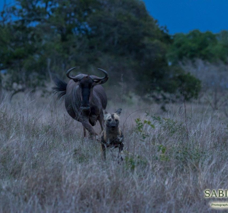 32Kyle 15 Nov Wild Dog Interactions 20 Final 32Kyle 15 Nov Wild Dog Interactions 20 Final