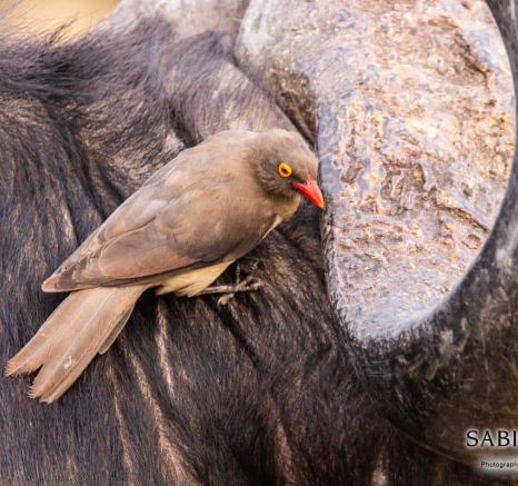 47Frederik Aucamp Red Billed Oxpecker 05 05 2019 Final 47Frederik Aucamp Red Billed Oxpecker 05 05 2019 Final