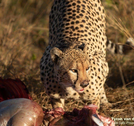 38Tyron Van Der Walt Male Cheetah 070620 5 Final