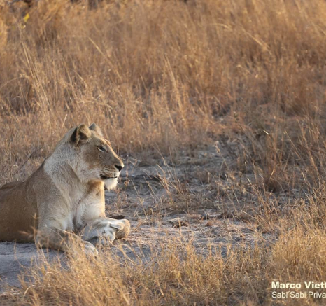 34Marco Vietti Mating Lions 2 260820 FINAL