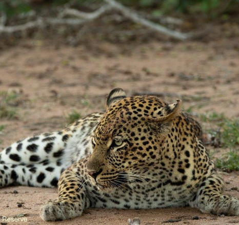 A13andries Leopard.ngumu 280522 3 Final A13andries Leopard.ngumu 280522 3 Final