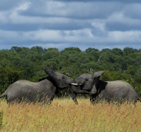 Elephants Fighting Elephants Fighting