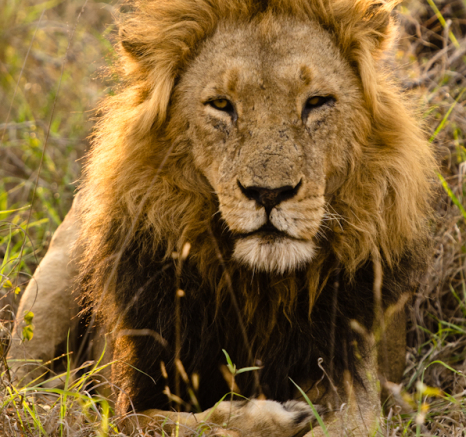 Sabi Sabi Photography 8 Sabi Sabi Photography 8