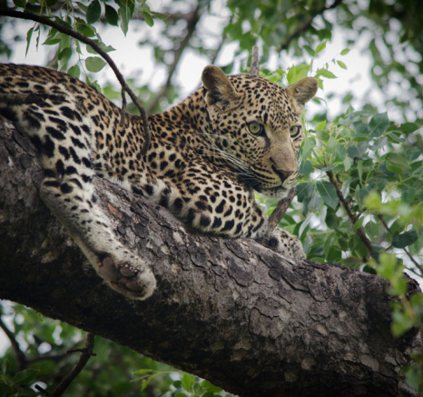 Photo Steve Tortilis3