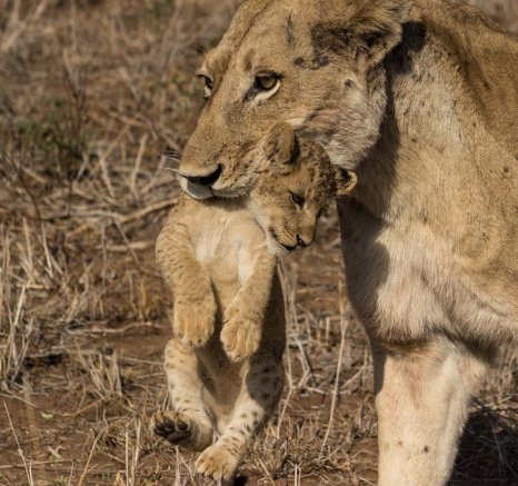 22Tayla McCurdy Lion Cubs 08 Feb 16 2 22Tayla McCurdy Lion Cubs 08 Feb 16 2