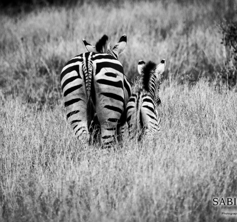 03Kevan Dobbie Zebra Foal 1512 Final 03Kevan Dobbie Zebra Foal 1512 Final