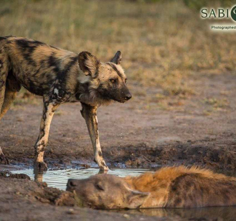35Terry Ennever Wild Dog Hyena 9118 3 Final 35Terry Ennever Wild Dog Hyena 9118 3 Final