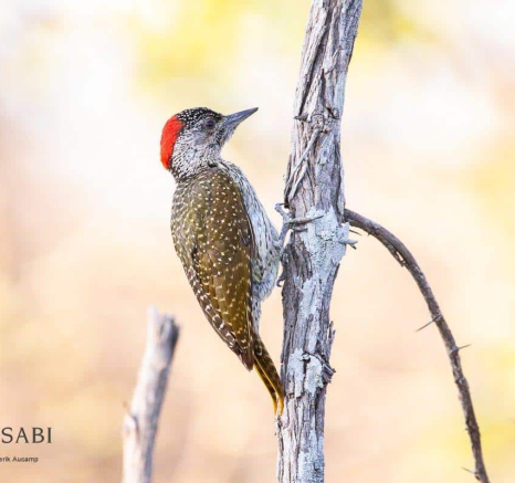 39Frederik Aucamp Golden Tailed Woodpecker 11 11 2018 Final 39Frederik Aucamp Golden Tailed Woodpecker 11 11 2018 Final