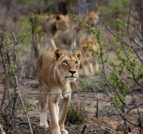 24Kevin Van Der Linde SP 24112018 2 Final