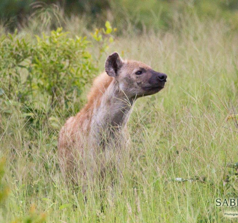 29Louise Murray Hyena 25022019 Final 29Louise Murray Hyena 25022019 Final