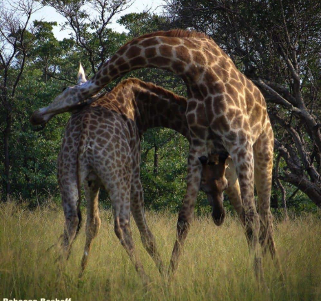 11giraffe Necking 6 Rebecca Boshoff Final 11giraffe Necking 6 Rebecca Boshoff Final