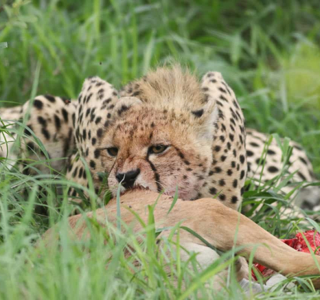 40 Marco Vietti Cheetah 1 251220 40 Marco Vietti Cheetah 1 251220