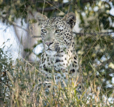 13Graeme Stewart Finfoot 130521 2  Final