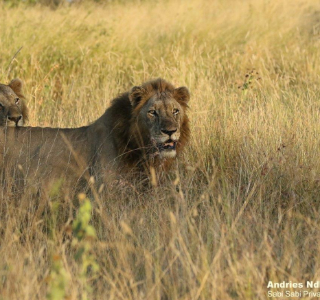 08andries Lions.nwas 030521 4 Final 08andries Lions.nwas 030521 4 Final