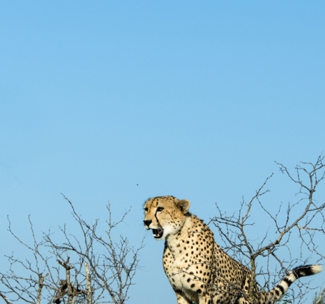 Cheetah Rich 5 Cheetah Rich 5