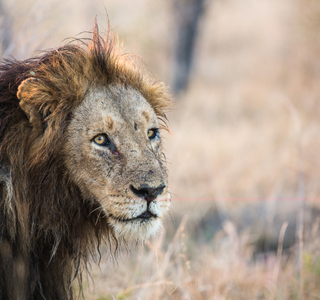 Southern Pride 4 Southern Pride 4