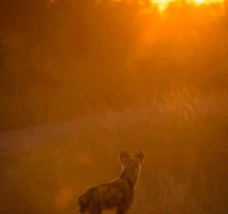 40Terry Ennever Wild Dog 2018512 1 Final 40Terry Ennever Wild Dog 2018512 1 Final