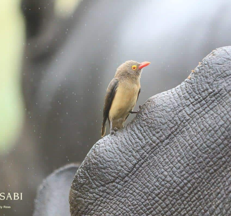 34 20190403 Ally Ross Red Billed Oxpecker 01 Final 34 20190403 Ally Ross Red Billed Oxpecker 01 Final