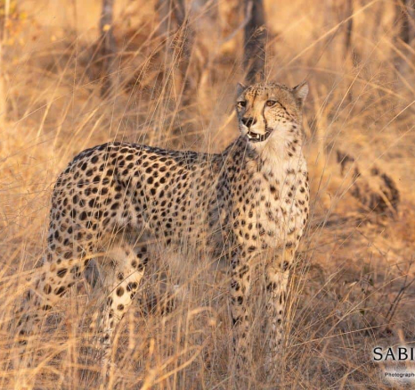 04Frederik Aucamp Two Cheetahs 04 08 2019 1 Final 04Frederik Aucamp Two Cheetahs 04 08 2019 1 Final