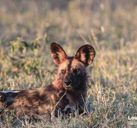 26Louise Murray Wilddogs 29052020 7 Final