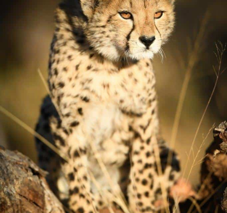 03Ally Ross 20200715 Cheetah 10 Portrait  Final 03Ally Ross 20200715 Cheetah 10 Portrait  Final