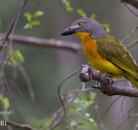 06Frederik Aucamp Grey Headed Bush Shrike  Final