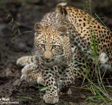 25Tyron Van Der Walt Ntsumi Cub 140421 2 Final 25Tyron Van Der Walt Ntsumi Cub 140421 2 Final