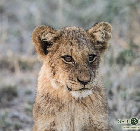 07Kevan Dobbie SP 02.06.1 5 Final