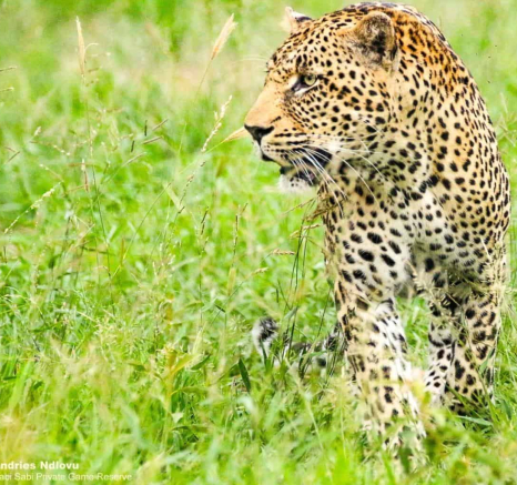 07andries Ndlovu Leopard Nweti Male 23.1.20 5 Final 07andries Ndlovu Leopard Nweti Male 23.1.20 5 Final