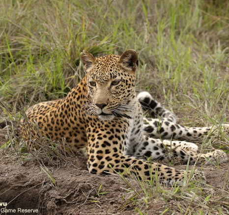 20andries Leopard.kegelia 140421 3 Final 20andries Leopard.kegelia 140421 3 Final
