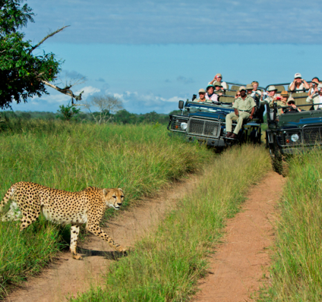 Cheetah Marketing Cheetah Marketing