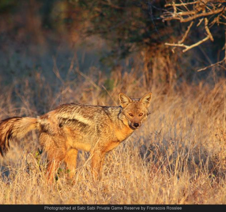 10271348 700306440017010 7583330519925515561 O