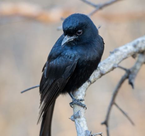 Drongo
