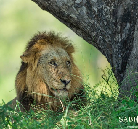 10959996 809244805789839 1229938444147168363 O