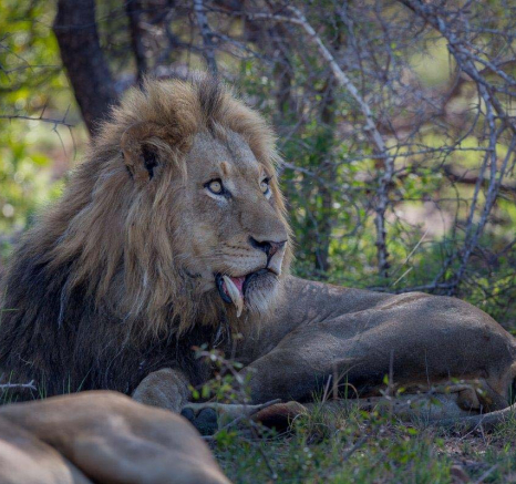 19Pravir Patel Lion03 021215 19Pravir Patel Lion03 021215