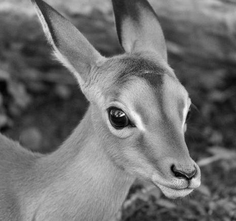 12Kyle Baby Impala 15 Dec Final 12Kyle Baby Impala 15 Dec Final