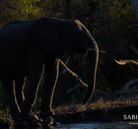 26Kevan Dobbie Elephant 231018 2 Final 26Kevan Dobbie Elephant 231018 2 Final