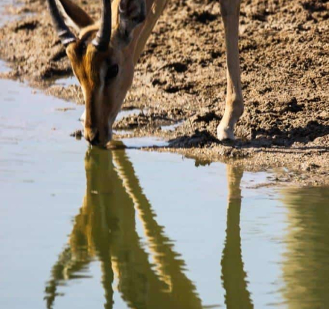 43Louise Murray Impala 30102018 Final