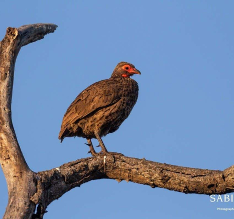 09Frederik Aucamp Swainsons Spurfowl 13 05 2019 Final 09Frederik Aucamp Swainsons Spurfowl 13 05 2019 Final
