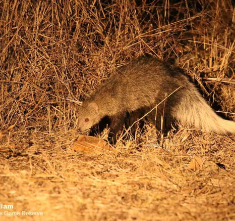 04Steff McWilliam White Tailed Mongoose 07102019 4 Final 04Steff McWilliam White Tailed Mongoose 07102019 4 Final