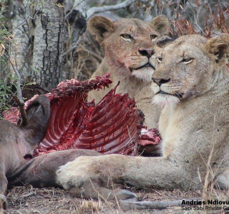 30andries Ndlovu Lions 041119 1 Final 30andries Ndlovu Lions 041119 1 Final