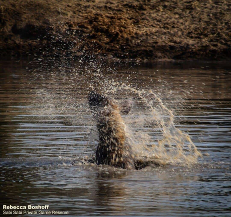 15Rebecca Boshoff Hyaena 23 Final 15Rebecca Boshoff Hyaena 23 Final