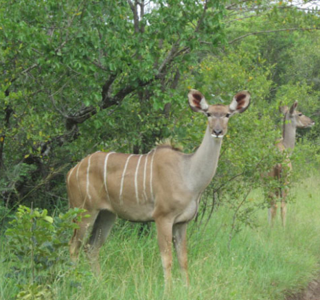 05Mar13 Kudu Guest 05Mar13 Kudu Guest