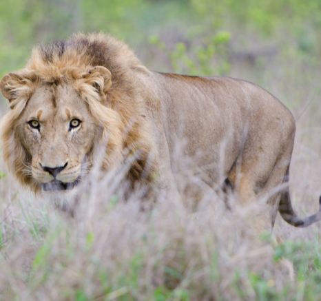 Male Lion Male Lion