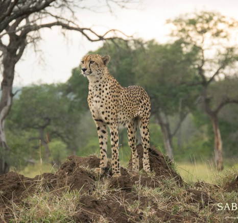 10830484 814930545221265 1227672167238384158 O